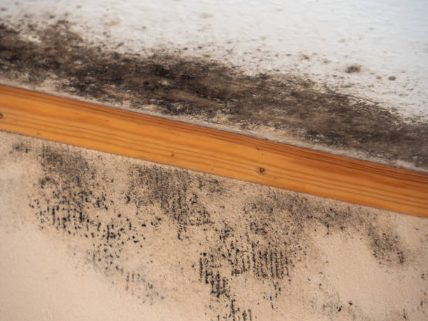 Best Dehumidification Services  in Galls, IN